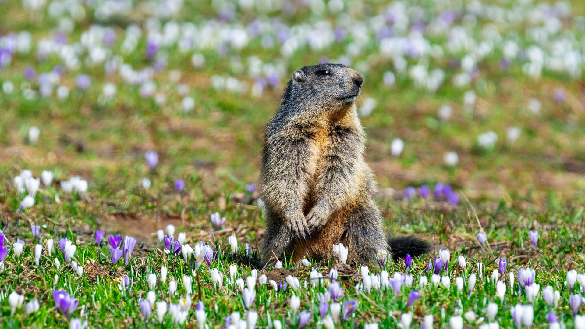 Ein Murmeltier sitzt inmitten farbenfroher Krokusblüten auf einer grünen Wiese.