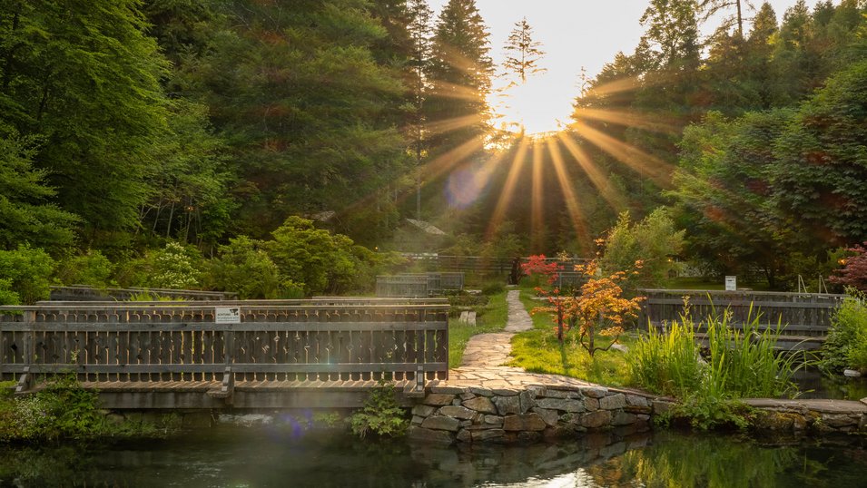 Sonnenstrahlen beleuchten einen malerischen Garten mit Brücken und dichtem Wald.
